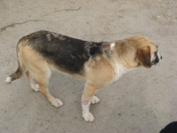 Dina