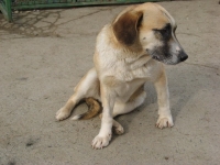 Dina