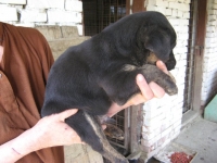 Mali od Bibe