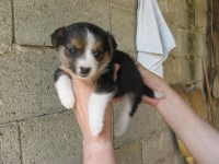 Zera