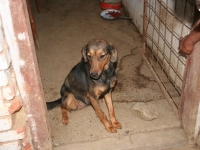 Tvigi