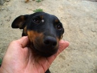 Zera