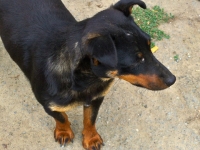 Zera