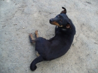 Zera