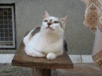 Lijepa maca