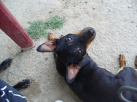 Zera