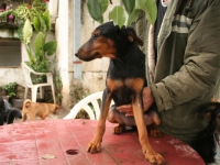 Beba