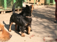 ŽANA