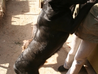 CIGO