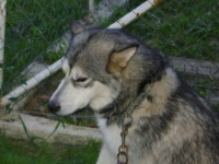Luna - Hasky