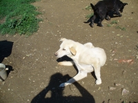 Bela