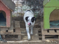 Bella