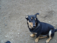 Zvrko