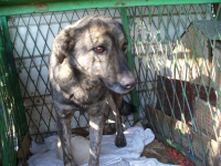 Nera