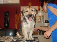 Čupko/Alf