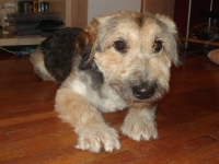Čupko/Alf
