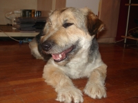Čupko/Alf
