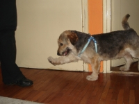 Čupko/Alf