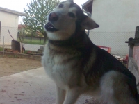 HUSKY/TORNJAK