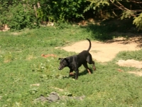 Braco - dragi veseli pas