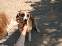 Dina
