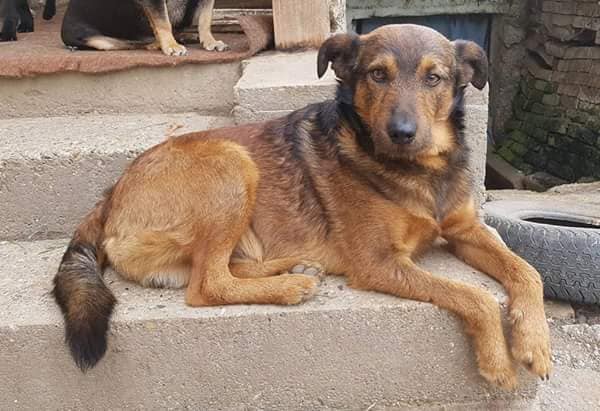 Pas Miki - mužjak, 7 mjeseci star